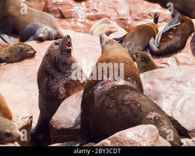 Due pericolosi foche di pelliccia marrone che combattono su una roccia Foto Stock