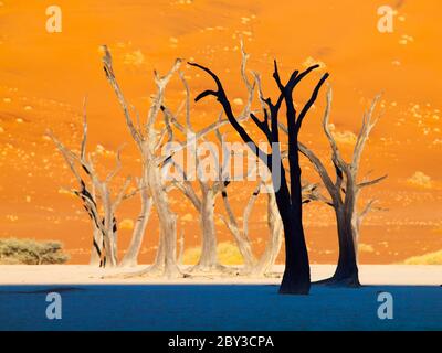 Sagome di alberi morti in Deadvlei, vicino Sossusvlei, dune rosse del deserto del Namib, Namibia, Africa. Foto Stock