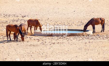 Il deserto del Namib feriale cavalli mandria a waterhole vicino Aus, Namibia, Africa. Foto Stock