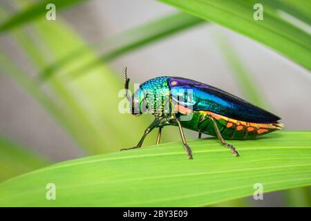 Immagine di un scarabeo metallico a zampe verdi (Sternocera aequisignata) o di un scarabeo di Jewel o di un barile metallico che alesava il legno sulle foglie verdi. Insetto. Animale. Foto Stock