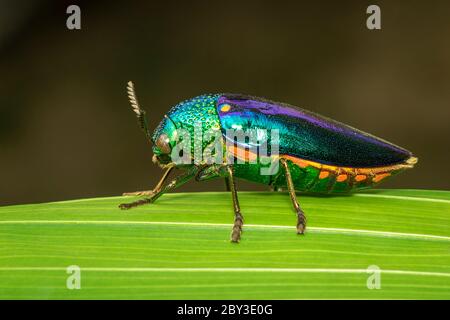 Immagine di un scarabeo metallico a zampe verdi (Sternocera aequisignata) o di un scarabeo di Jewel o di un barile metallico che alesava il legno sulle foglie verdi. Insetto. Animale. Foto Stock