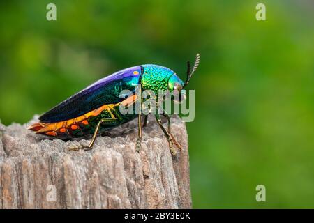 Immagine di un scarabeo metallico a zampe verdi (Sternocera aequisignata) o di un scarabeo di Jewel o di un scarabeo metallico che alesava il legno su un ceppo di alberi su sfondo naturale Foto Stock