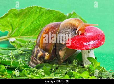 Va a passo di lumaca sul fungo Foto Stock