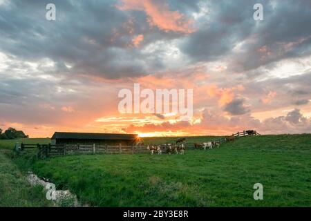 Colori mozzafiato nel cielo sulla campagna olandese. Fienile con mucche da pascolo in primo piano. Foto Stock