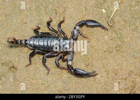Immagine dello scorpione dell'imperatore (imperatore Pandino) a terra. Insetto. Animale. Foto Stock