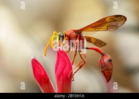 Immagine di vespa di vasaio (Delta sp, Eumeninae) su fiore. Animale di insetto Foto Stock