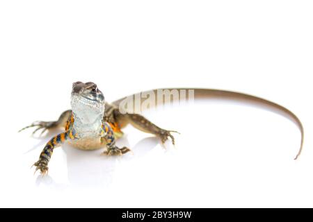 Immagine di farfalla AGAMA Lizard (Leiolepis Cuvier) su sfondo bianco. Animale rettile Foto Stock