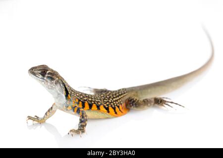 Immagine di farfalla AGAMA Lizard (Leiolepis Cuvier) su sfondo bianco. Animale rettile Foto Stock