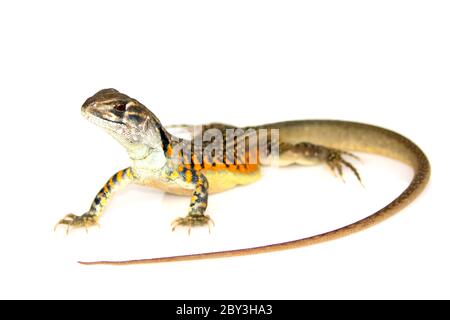 Immagine di farfalla AGAMA Lizard (Leiolepis Cuvier) su sfondo bianco. Animale rettile Foto Stock