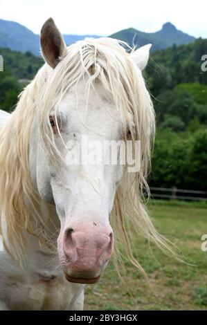 Primo piano di un cavallo bianco in un campo Foto Stock