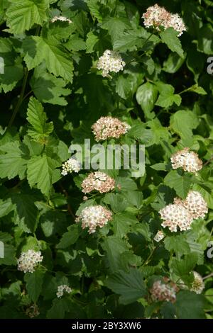 ficocarpus opulifolius cespuglio con fiori bianchi e foglie verdi nel mese di giugno Foto Stock