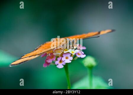 Julia Butterfly o Julia Heliconian (Dryas iulia) Foto Stock