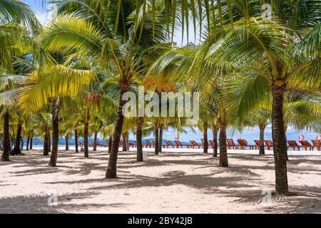 Palme verdi di cocco e lettini sulla spiaggia di sabbia bianca vicino al Mar Cinese Meridionale sull'isola di Phu Quoc, Vietnam. Concetto di viaggio e natura Foto Stock