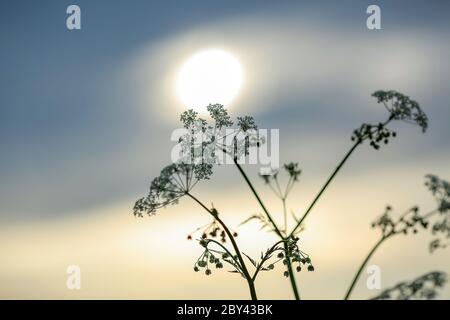Ramo della fioritura zizzone con tramonto sunny sullo sfondo Foto Stock