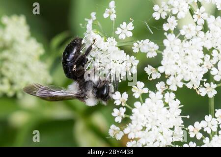 Graue Sandbiene, Düstere Sandbiene, Grauschwarze Düstersandbiene, Düstersandbiene, Düster-Sandbiene, Sandbiene, Weibchen, Andrena cineraria, Ashy mini Foto Stock
