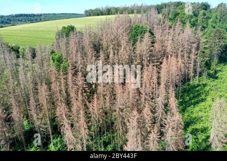 Fichten, Fichte sind vertrocknet und durch Borkenkäfer geschädigt, Fichtenwald, Fichtenwälder, Nadelwälder, Nadelwald, Fichtensterben, Waldsterben, Kl Foto Stock