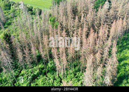 Fichten, Fichte sind vertrocknet und durch Borkenkäfer geschädigt, Fichtenwald, Fichtenwälder, Nadelwälder, Nadelwald, Fichtensterben, Waldsterben, Kl Foto Stock