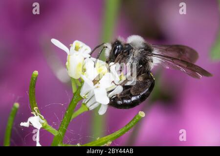 Graue Sandbiene, Düstere Sandbiene, Grauschwarze Düstersandbiene, Düstersandbiene, Düster-Sandbiene, Sandbiene, Weibchen, Andrena cineraria, Ashy mini Foto Stock