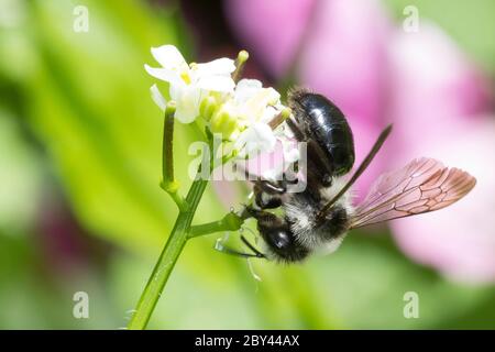 Graue Sandbiene, Düstere Sandbiene, Grauschwarze Düstersandbiene, Düstersandbiene, Düster-Sandbiene, Sandbiene, Weibchen, Andrena cineraria, Ashy mini Foto Stock
