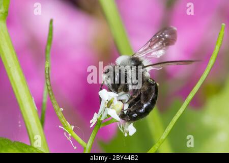 Graue Sandbiene, Düstere Sandbiene, Grauschwarze Düstersandbiene, Düstersandbiene, Düster-Sandbiene, Sandbiene, Weibchen, Andrena cineraria, Ashy mini Foto Stock