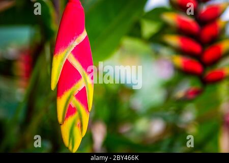 Appendere Lobster Claw, Heliconia rostrata, fiore isolato sulla foresta Foto Stock