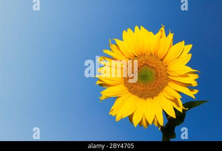 girasole su fondo blu profondo cielo con copyspace Foto Stock