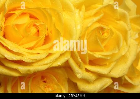 petali di rosa gialla con gocce da vicino Foto Stock