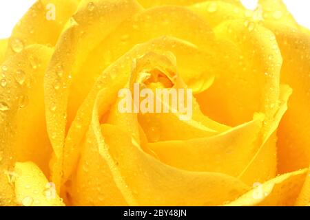 rosa gialla con gocce primo piano Foto Stock