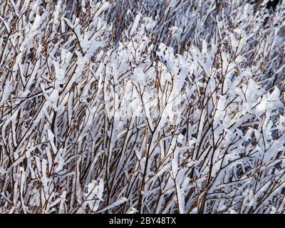 Rime ghiacciato bianco sui rami. Tema autunno o inverno con ghiaccio. Foto Stock