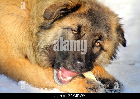 Cane Pastore caucasico che mangia osso Foto Stock