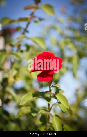 una bella rosa rossa Foto Stock