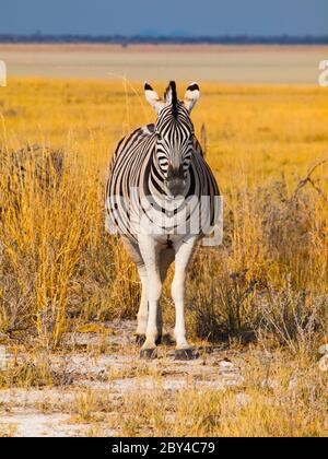 Vista frontale della zebra in giornata di sole Foto Stock