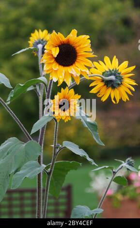 Tre girasoli su sfondo verdure nel parco Foto Stock