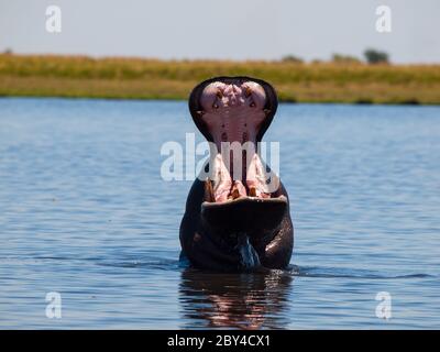 Ippona con ampia bocca aperta nel fiume Chobe Foto Stock