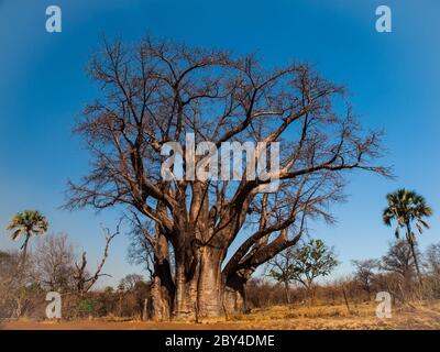 Grande albero di baobab vicino a Cascate Victoria (Zimbabwe) Foto Stock
