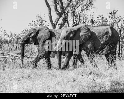 Due elefanti africani camminano nella savana, il Parco Nazionale di Chobe, Botswana. Immagine in bianco e nero. Foto Stock