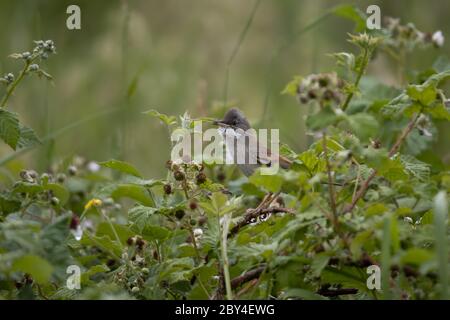 Comune Whitegola (Sylvia communis) appollaiato su un bramble con nidificazione materiale nel suo becco Foto Stock