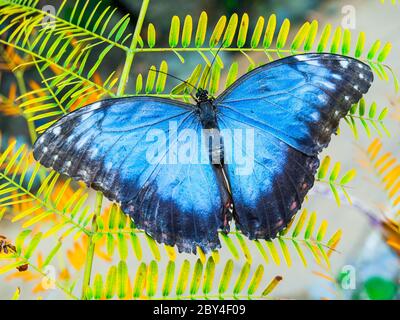 Farfalla Morpho blu seduta sulla foglia verde Foto Stock