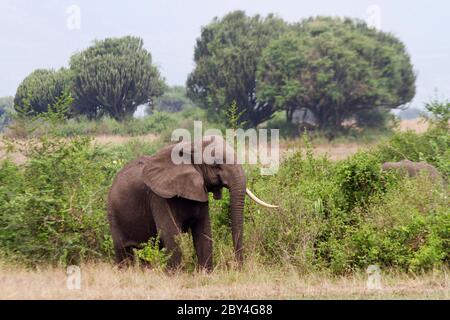 Un vecchio matriarca (mucca di elefante), che si attona in modo ovviamente agitato, copre la sua mandria di razza che si sposta nella copertura di Euphor denso Foto Stock