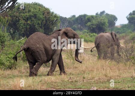 Un vecchio matriarca (mucca di elefante), che si attona in modo ovviamente agitato, copre la sua mandria di razza che si sposta nella copertura di Euphor denso Foto Stock