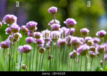 Fiori viola nel giardino. La cipolla, o erba cipollina, è una pianta erbacea perenne nome latino: Allium schoenoprasum. Foto Stock