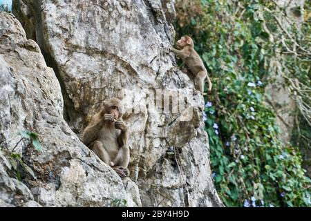 Scimmia babys su muro di pietra al tempio di scimmia Wat Tham Pla-Pha Sua, fuori a Chiang Rai, Thailandia. Foto Stock