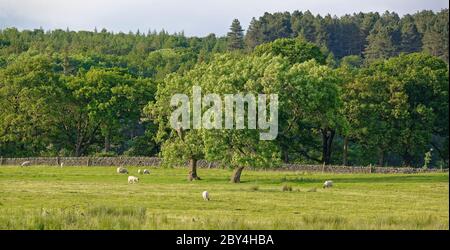 Yorkshire pecore pascolo in un campo vicino al Fewston Reservoir in un caldo pomeriggio Summers. Foto Stock