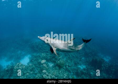 Un singolo delfino selvaggio dell'Indo-Pacifico (Tursiops aduncus) sta giocando davanti alla macchina fotografica subacquea nel Mar Rosso. Foto Stock