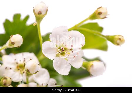 Biancospino (Crataegus monogyna) fiori isolati su sfondo bianco Foto Stock