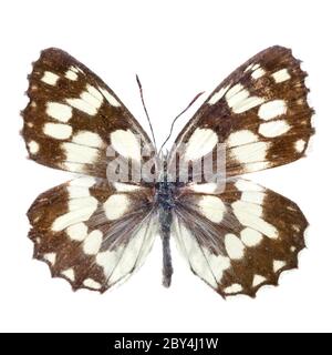 Butterfly isolato su bianco Foto Stock
