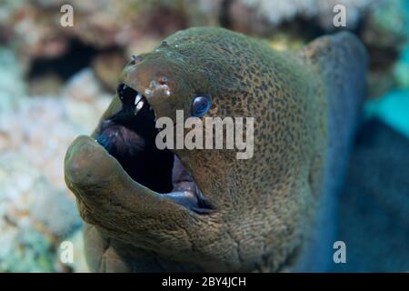 Ritratto di un'anguilla gigante (Gymnotorax javanicus) che riposa a bocca aperta. Foto Stock