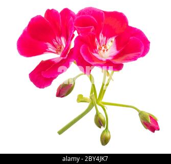 Red pelargonium fiori isolati su sfondo bianco Foto Stock