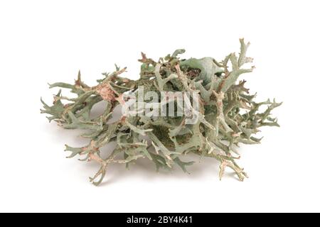 Cetraria islandica (muschio islandese) isolato su sfondo bianco Foto Stock