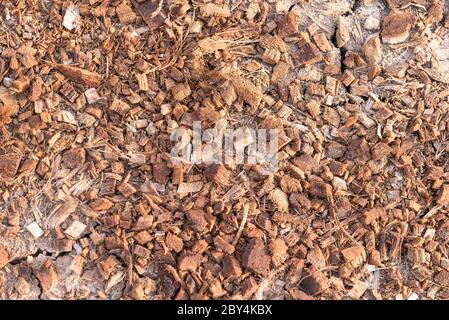 Conchiglia di cocco mescolata con suolo per piantare alberi. Pianta organica concetto. Foto Stock